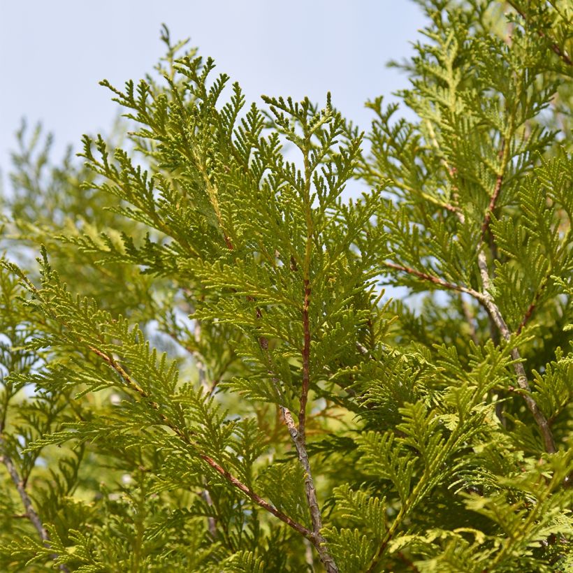 Thuja plicata Martin - Western Red Cedar (Foliage)