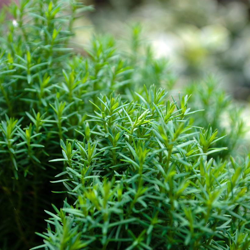 Thuja occidentalis Teddy - Canadian Arborvitae (Foliage)