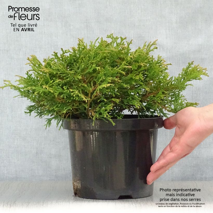 Thujopsis dolabrata Variegata - Hiba 2L/3L potShipped height around 20/25cm sample as delivered in spring