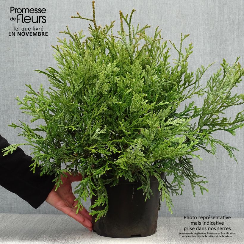 Thujopsis dolabrata - Hiba 4L/5L pot sample as delivered in autumn