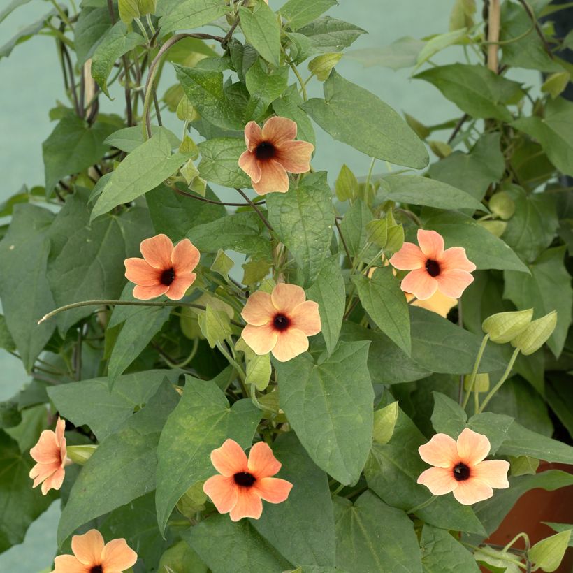 African Sunset Black-eyed Susan - Thunbergia alata seeds (Plant habit)