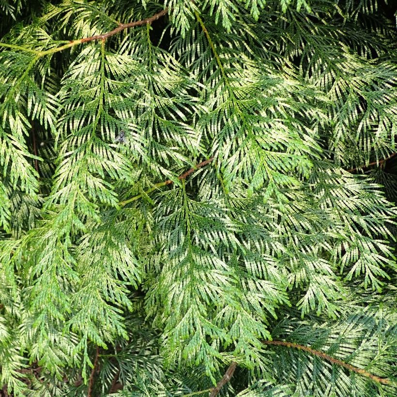 Thuja plicata Zebrina - Western Red Cedar (Foliage)