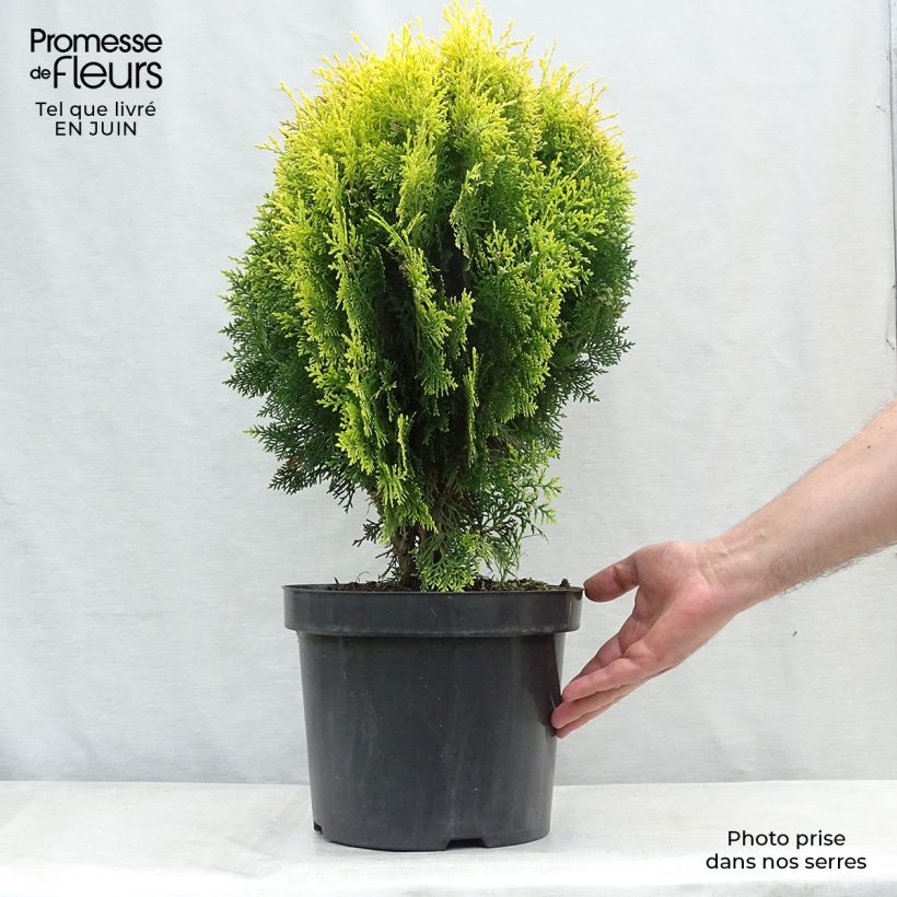 Oriental Arborvitae - Platycladus orientalis Aurea Nana 7.5L/10L pot sample as delivered in summer