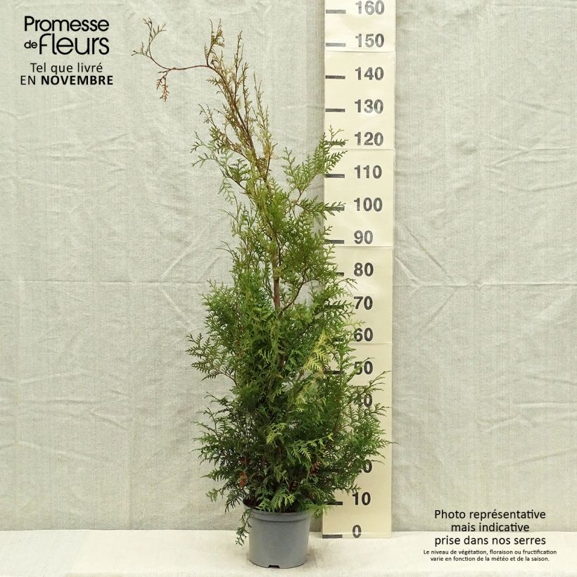 Thuya du Canada - Thuja occidentalis Brabant 80/100cm en pot de 4L/ 5L sample as delivered in autumn