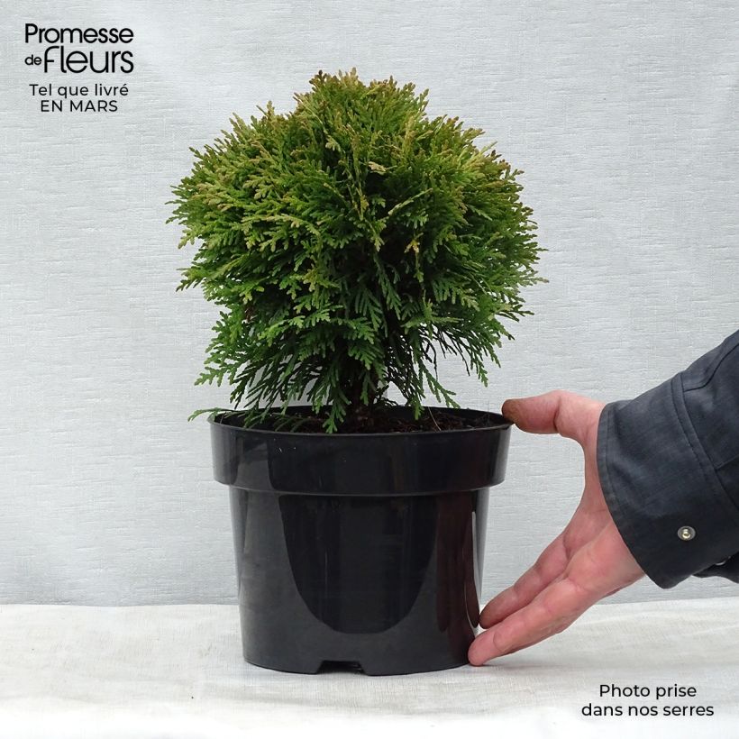Thuja occidentalis Danica - Canadian Arborvitae 2L/3L potShipped height around 15/20cm sample as delivered in spring