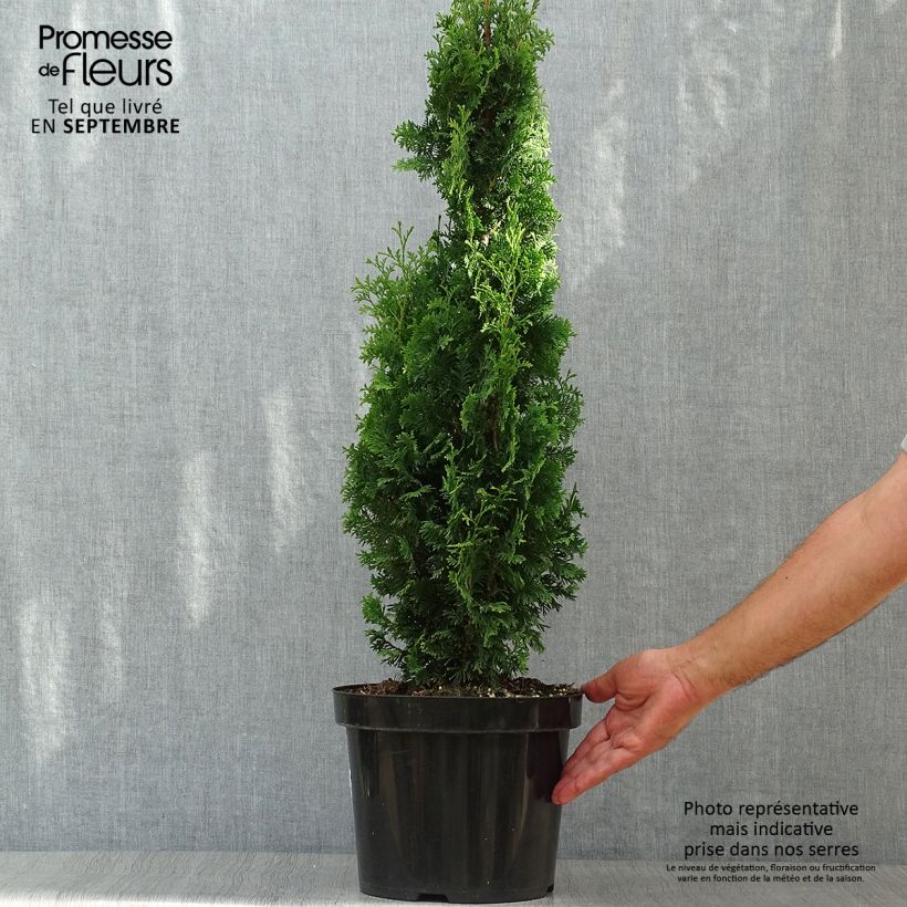 Thuya du Canada - Thuja occidentalis Degroot's Spire en pot de 7,5L/10L sample as delivered in autumn