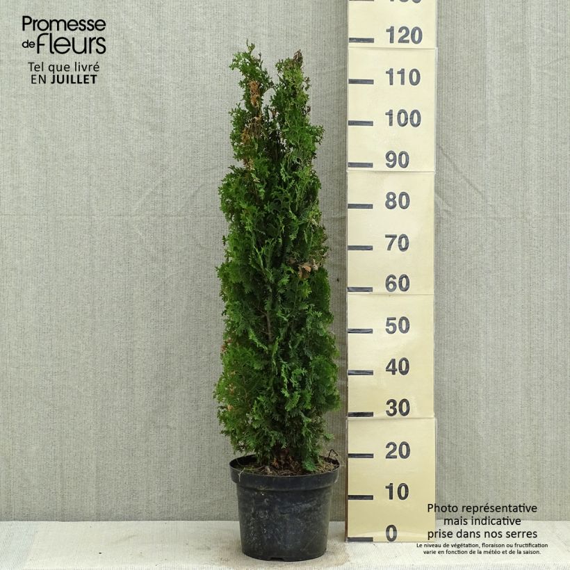 Thuja occidentalis Degroots Spire - Canadian Arborvitae 7.5L/10L pot sample as delivered in summer