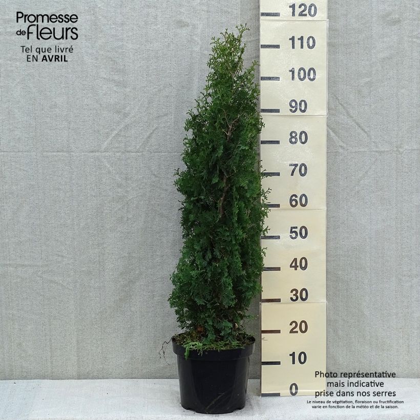 Thuja occidentalis Degroots Spire - Canadian Arborvitae sample as delivered in spring