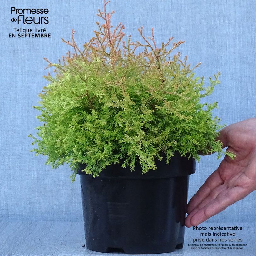 Thuya du Canada - Thuja occidentalis Fire Chief Pot de 2L/3L sample as delivered in autumn