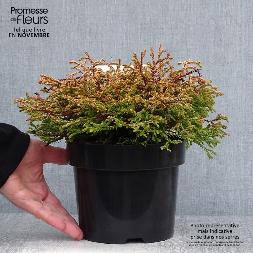 Thuya du Canada - Thuja occidentalis Golden Tuffet Pot de 2L/3L sample as delivered in autumn