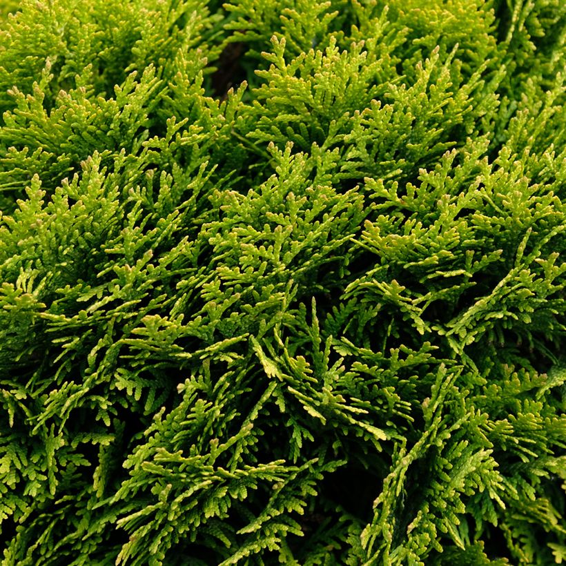 Thuja occidentalis Mirjam - Canadian Arborvitae (Plant habit)