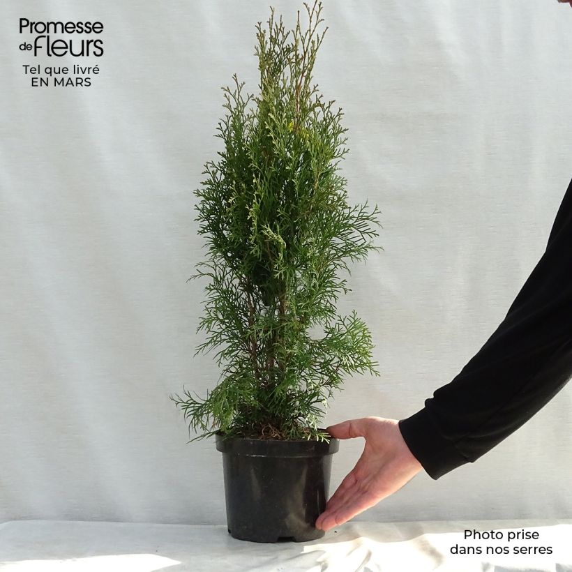 Thuja occidentalis Smaragd - Canadian Arborvitae 3L/4L potShipped height around 50+cm sample as delivered in spring