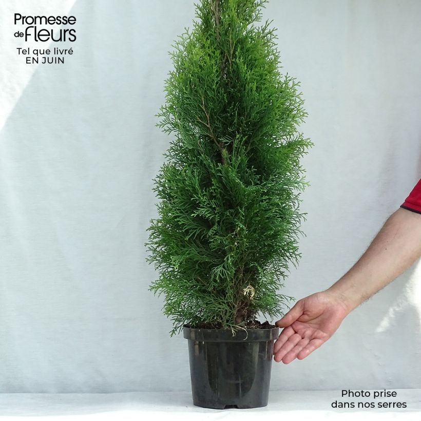 Example of Thuja occidentalis Smaragd - Canadian Arborvitae as you get in ete
