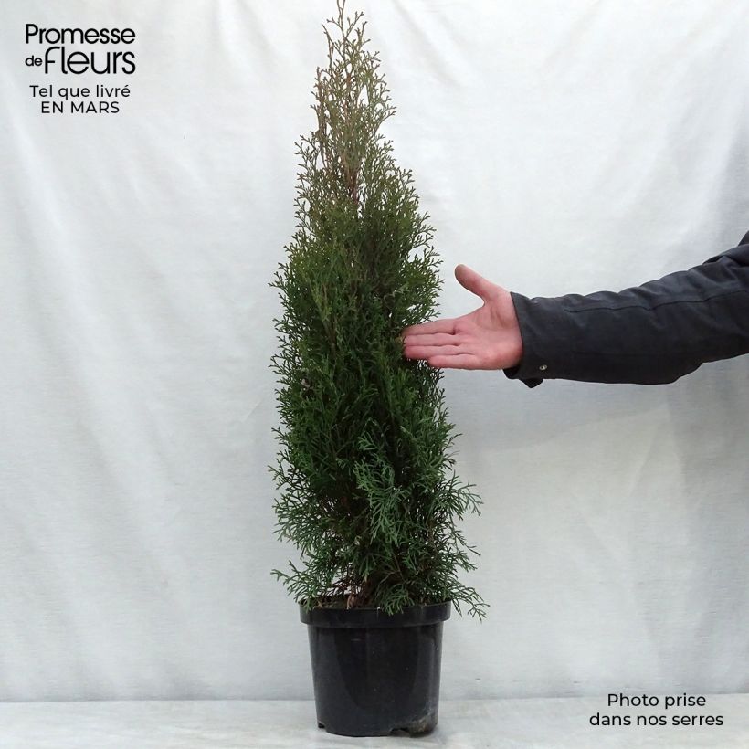 Thuja occidentalis Smaragd - Canadian Arborvitae 4L/5L potShipped height around 60/70cm sample as delivered in spring