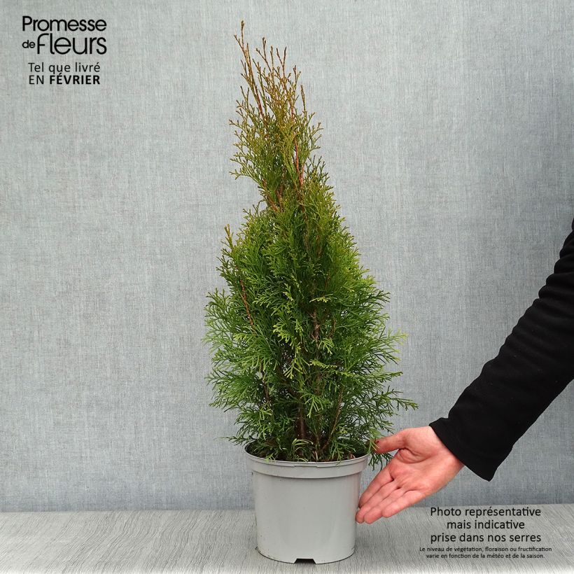 Thuya du Canada - Thuja occidentalis Smaragd 50/60cm en pot de 3.5L sample as delivered in winter