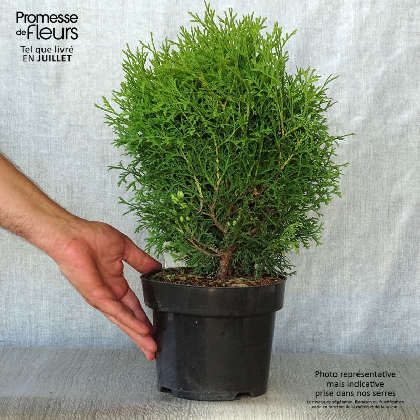 Thuja occidentalis Tiny Tim - Canadian Arborvitae 2L/3L pot sample as delivered in summer