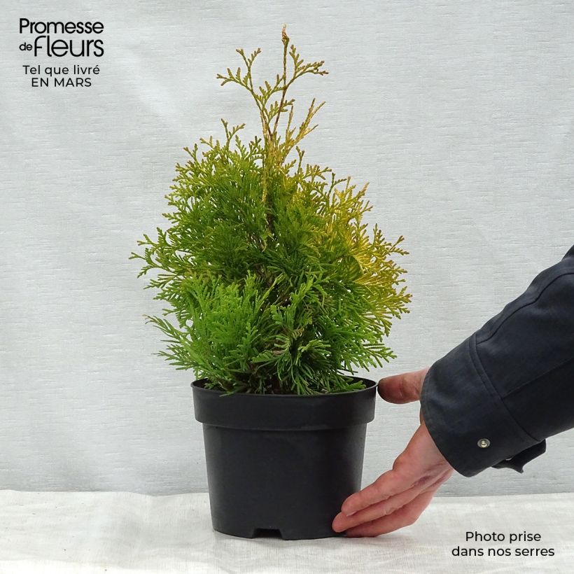 Thuja occidentalis Yellow Ribbon - Canadian Arborvitae 2L/3L potShipped height around 30/40cm sample as delivered in spring