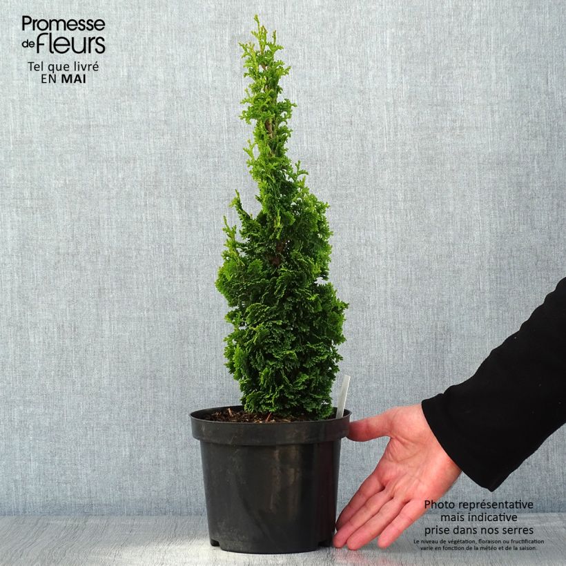 Thuja occidentalis Zmatlik - Canadian Arborvitae 3L/4L potShipped height around 30/40cm sample as delivered in spring
