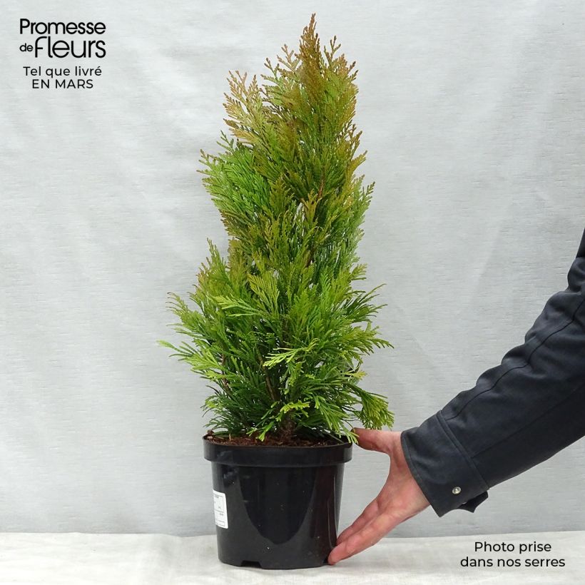 Thuja plicata Goldy - Western Red Cedar 2L/3L potShipped height around 30/40cm sample as delivered in spring