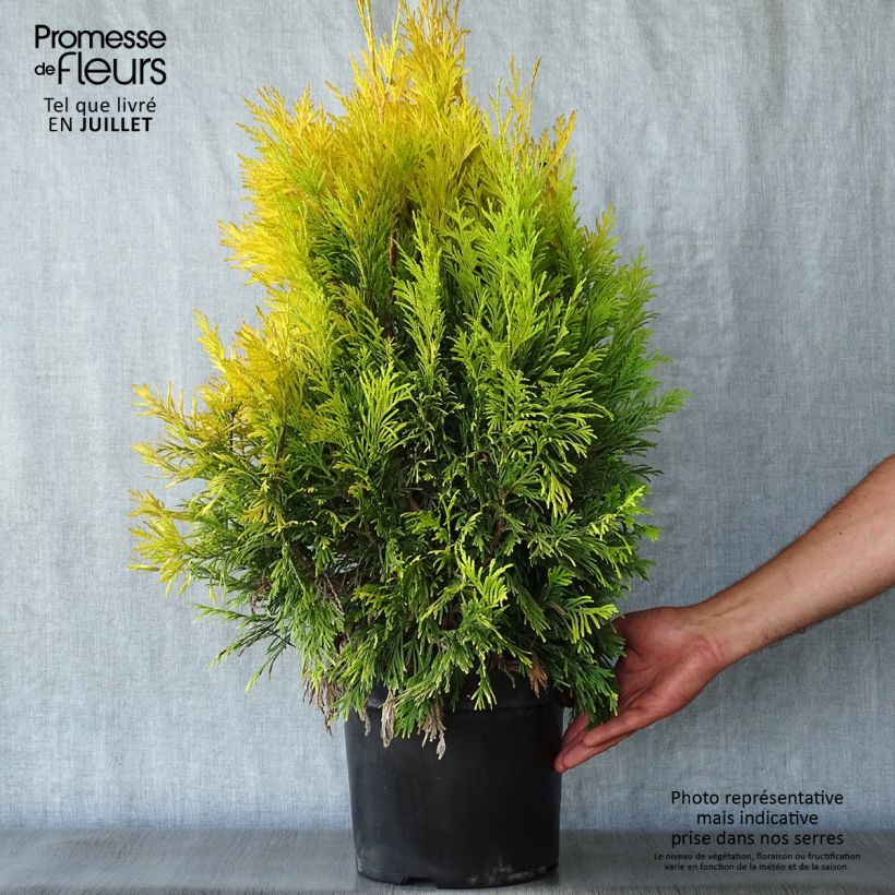 Thuja plicata Goldy - Western Red Cedar 6L/7L pot sample as delivered in summer