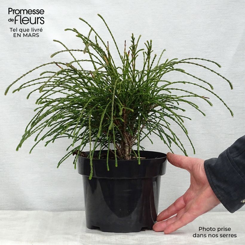 Thuja plicata Whipcord - Western Red Cedar 3L/4L potShipped height around 20/30cm sample as delivered in spring