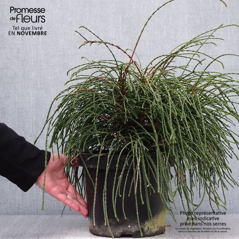 Thuja plicata Whipcord - Western Red Cedar 7.5L/10L pot sample as delivered in autumn