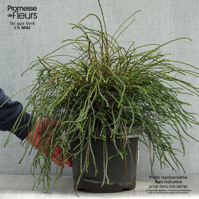 Thuja plicata Whipcord - Western Red Cedar 7.5L/10L potShipped height around 40/50cm sample as delivered in spring