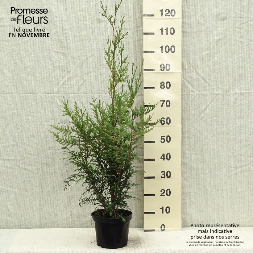 Thuja plicata Atrovirens - Western Red Cedar for hedging 2L/3L pot sample as delivered in autumn