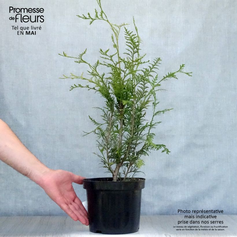 Thuja plicata Atrovirens - Western Red Cedar for hedging 4L/5L potShipped height around 70/80cm sample as delivered in spring