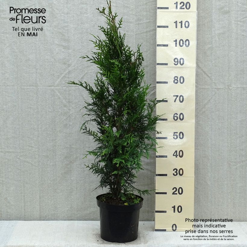Thuja plicata Atrovirens - Western Red Cedar for hedging 6L/7L potShipped height around 100/125cm sample as delivered in spring
