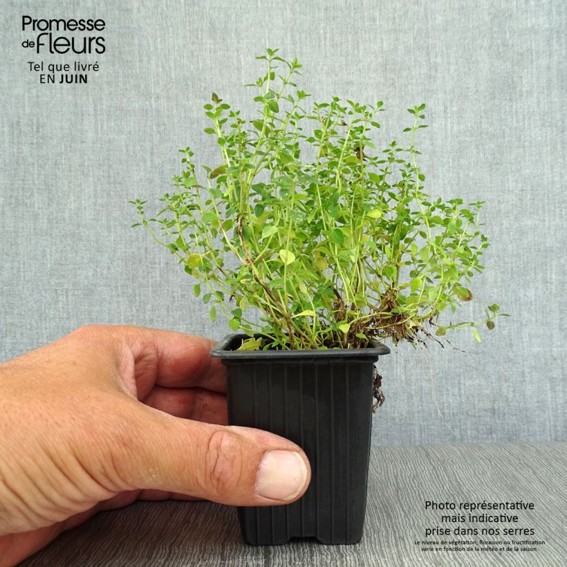 Thymus citriodorus - Lemon Thyme Organic 8/9 cm pot sample as delivered in summer