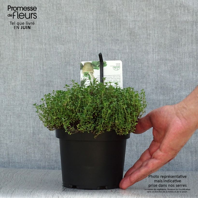 Thymus citriodorus Bertram Anderson - Lemon Thyme 1.5L/2L pot sample as delivered in summer