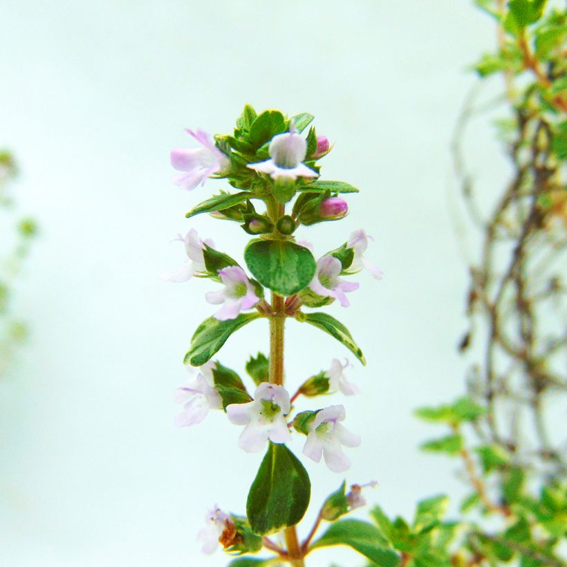 Thymus citriodorus Silver Edge - Organic Thyme (Flowering)