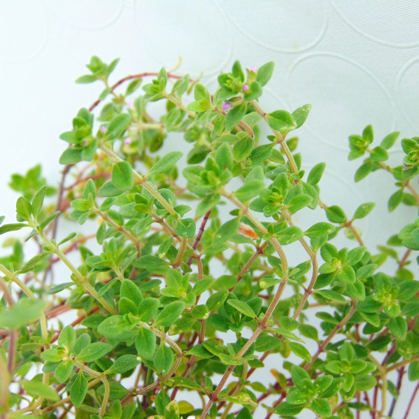 Thymus citriodorus - Lemon Thyme Organic (Foliage)