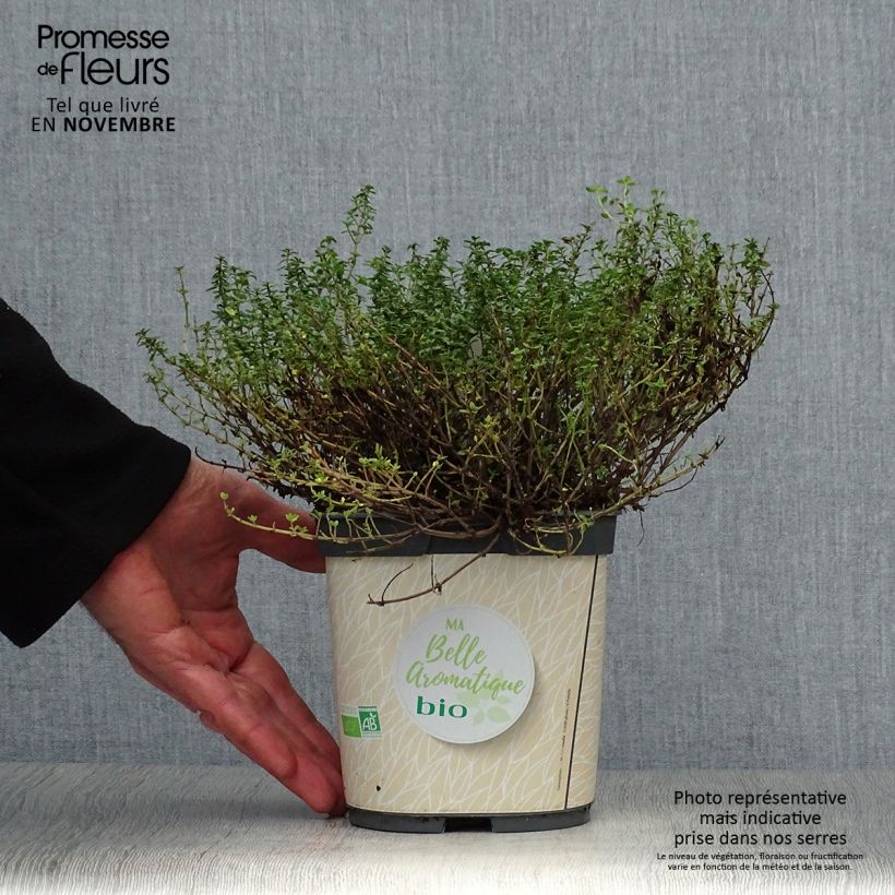 Thym citron en plant BIO Pot de 2L/3L sample as delivered in autumn