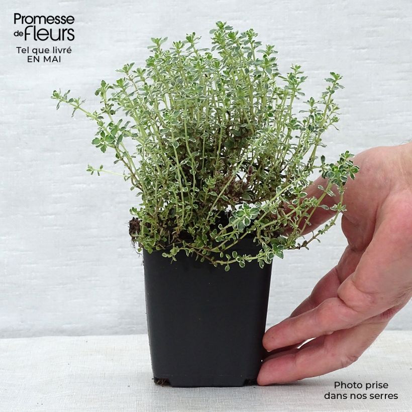 Thymus citriodorus Silver Queen - Lemon Thyme sample as delivered in spring