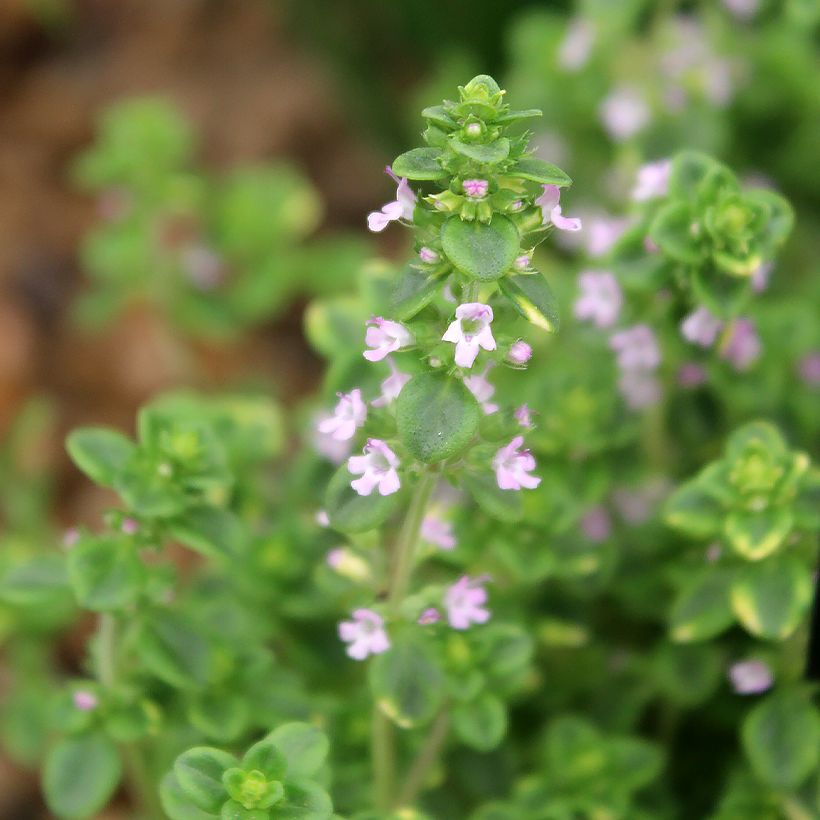 Thymus citriodorus variegated - Lemon Thyme (Flowering)