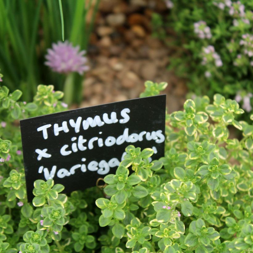 Thymus citriodorus variegated - Lemon Thyme (Foliage)