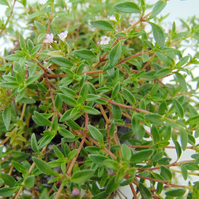 Corsican Thyme - Thymus herba-barona (Foliage)