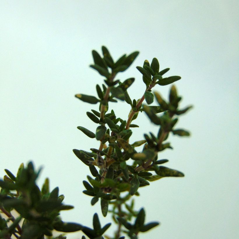 Thymus vulgaris Provence (Foliage)