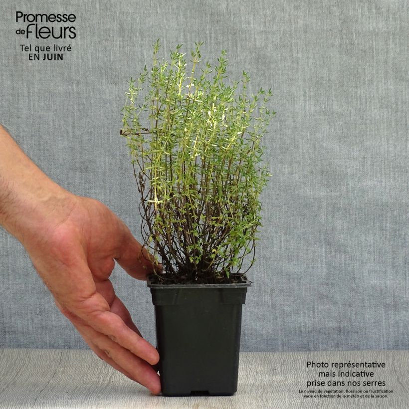 Thymus vulgaris Provence 7/8 cm pot sample as delivered in summer