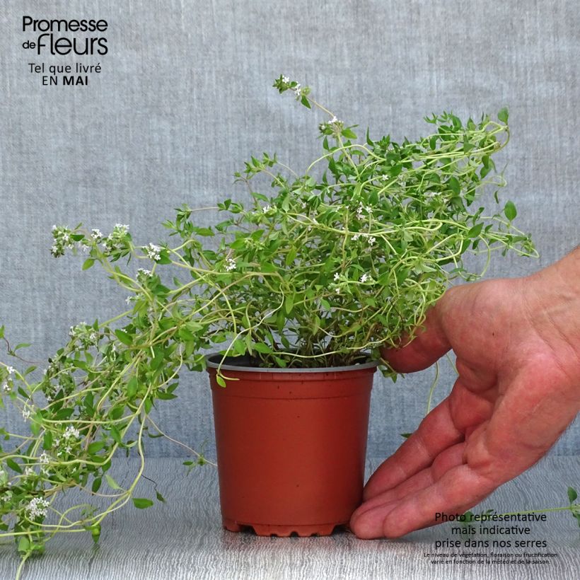 Thymus vulgaris Winter - Common Thyme in plants sample as delivered in spring