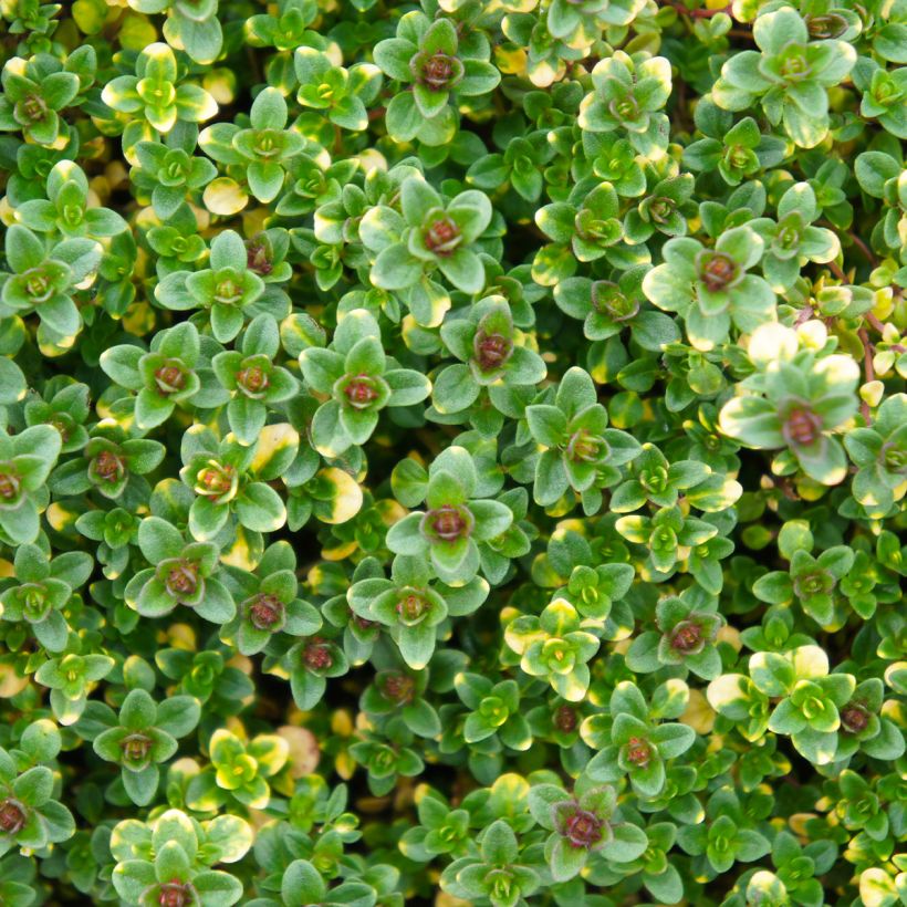 Thymus citriodorus Doone Valley - Lemon Thyme (Foliage)
