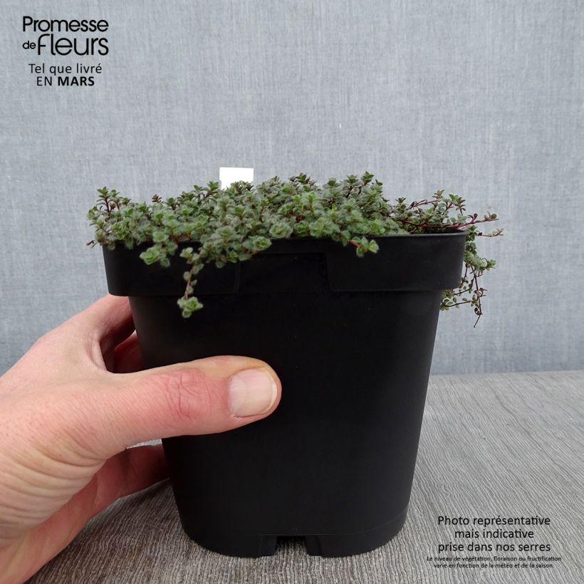 Thym laineux - Thymus pseudolanuginosus en pot de 2/3 litres sample as delivered in winter