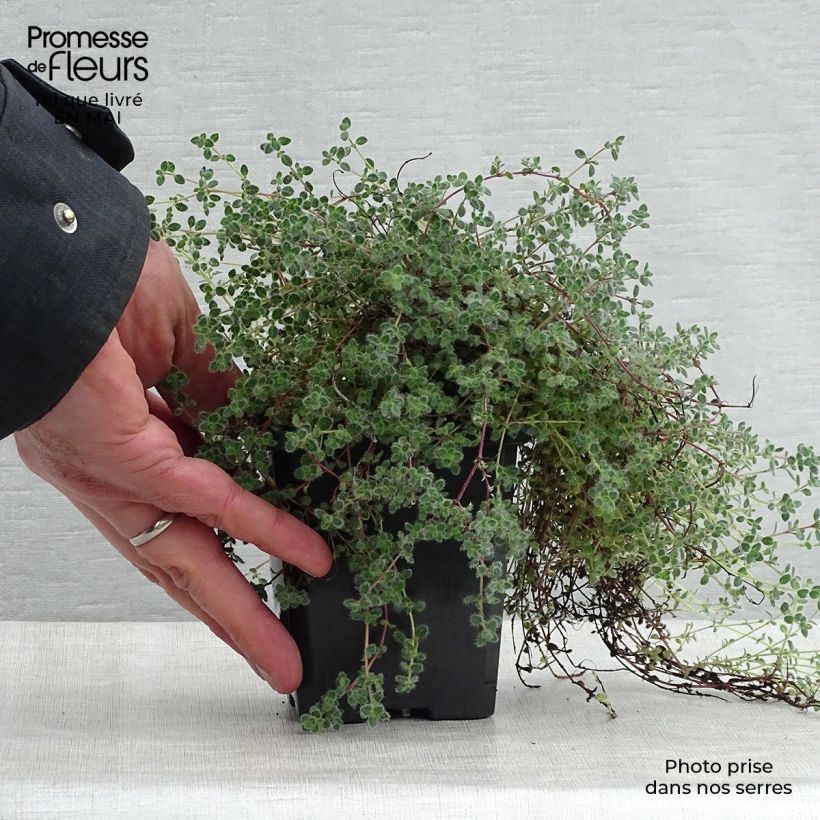 Thymus pseudolanuginosus - Thyme sample as delivered in spring