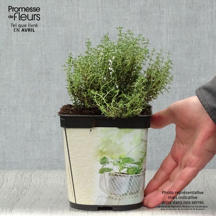 Thymus officinalis - Organic potted Thyme sample as delivered in spring