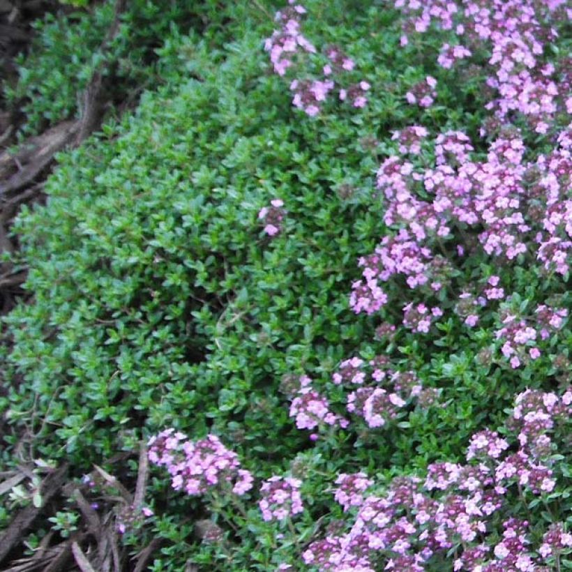 Thymus praecox Coccineus - Thyme (Foliage)