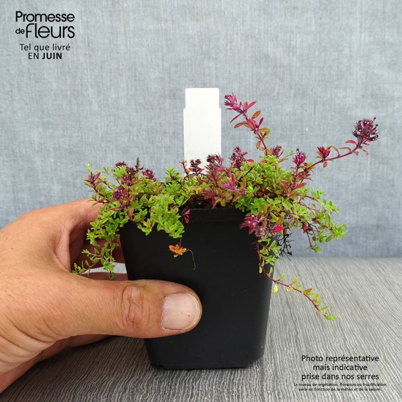 Thymus praecox Coccineus - Thyme 8/9 cm pot sample as delivered in summer