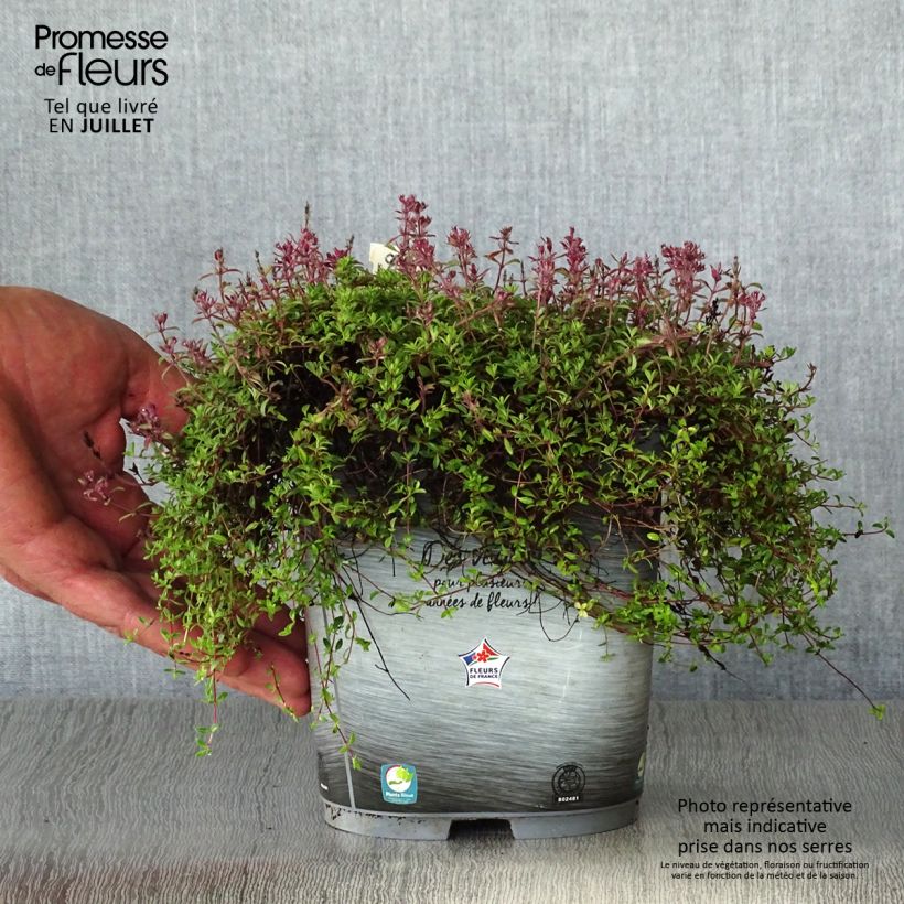 Thymus praecox Coccineus - Thyme 2L/3L pot sample as delivered in summer