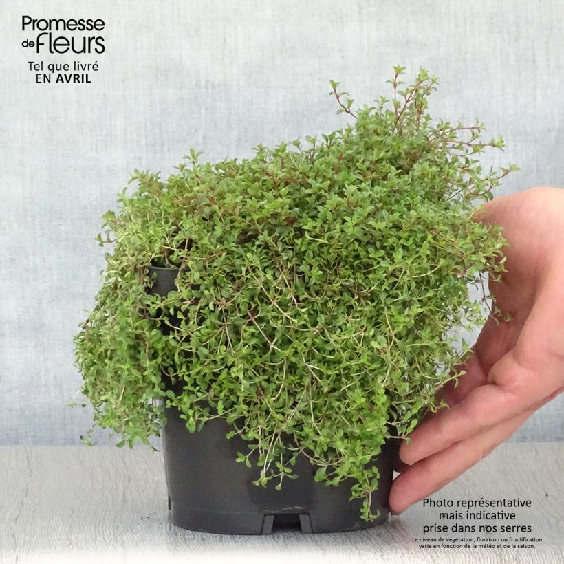 Thymus praecox Coccineus - Thyme sample as delivered in spring
